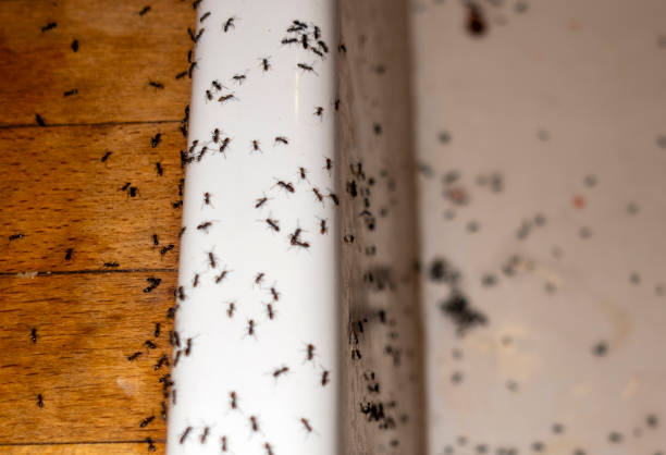 Best Exterminator Services  in New London, TX