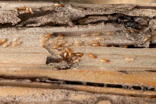 Best Termite Control Services  in New London, TX
